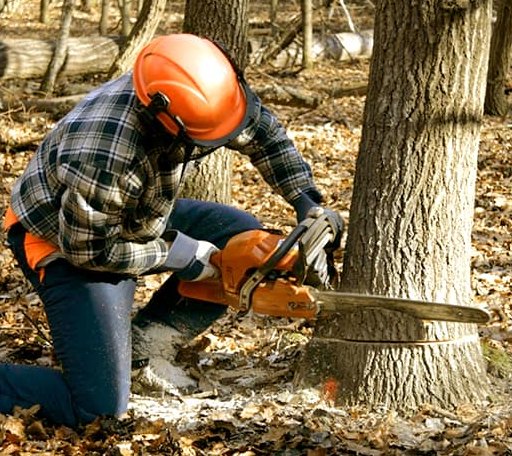Tree Removal in Barco, NC